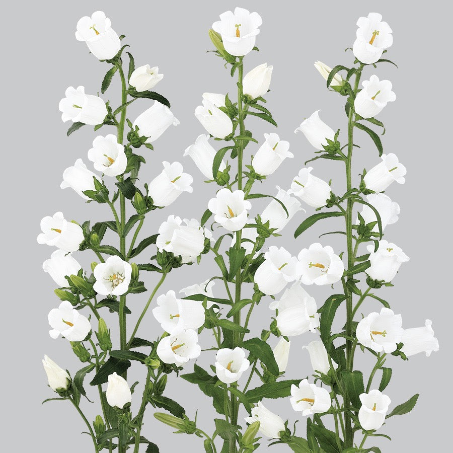 š Campanula āChampion II Seriesā (Campanula medium)
