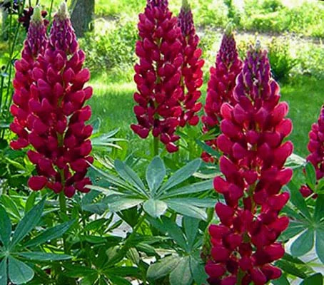 🌸 Lupinus Russell Hybrids