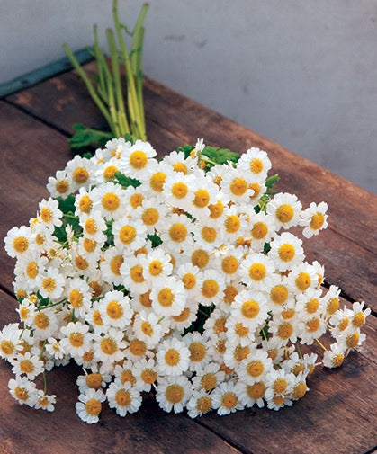 🌿 Feverfew (Tanacetum parthenium)
