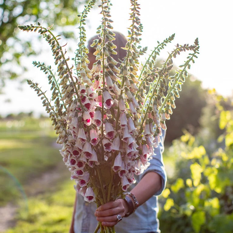 🌿 Foxglove (Digitalis lanata)