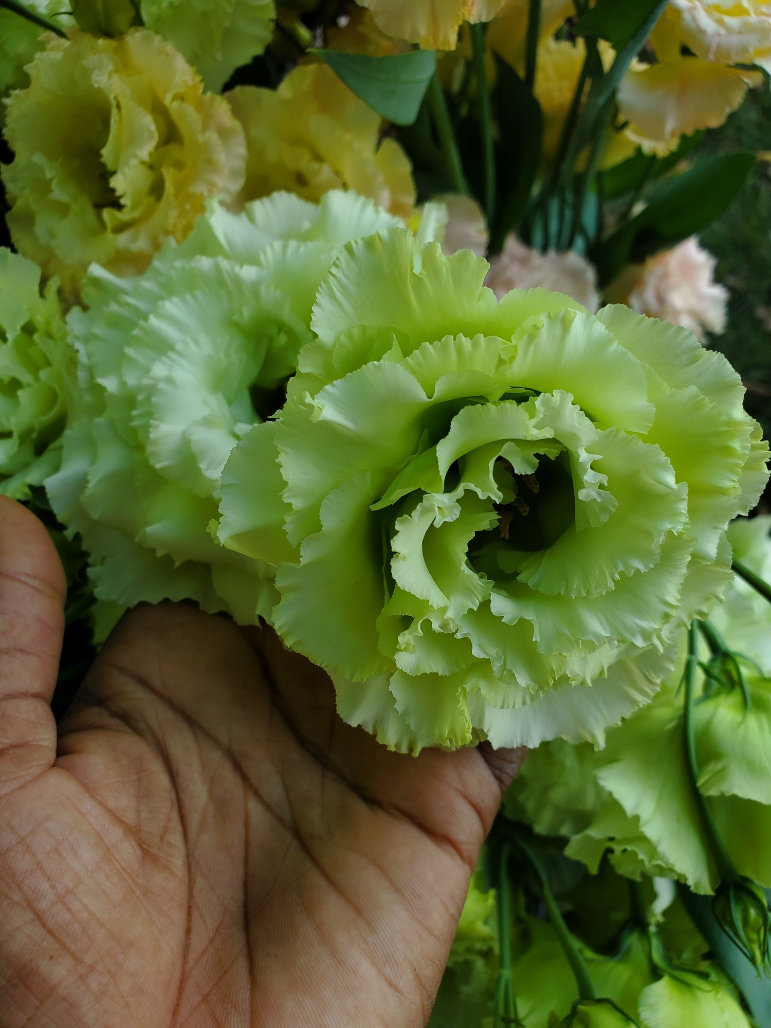 💐 Lisianthus (Eustoma grandiflorum) Seed