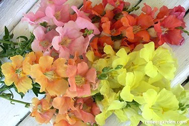 💐 Snapdragon – Chantilly Series
