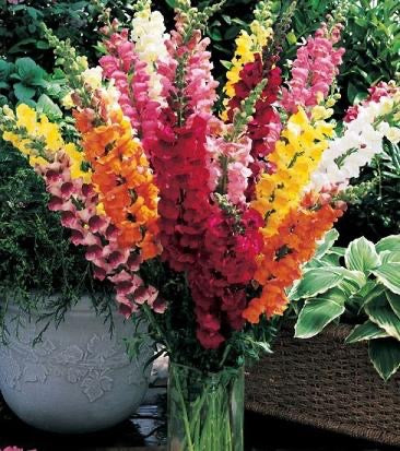 💐 Snapdragon – Maryland Series Seeds