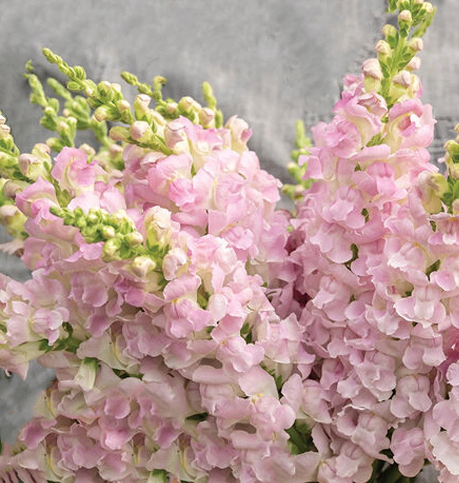 💐 Snapdragon – Legend Series