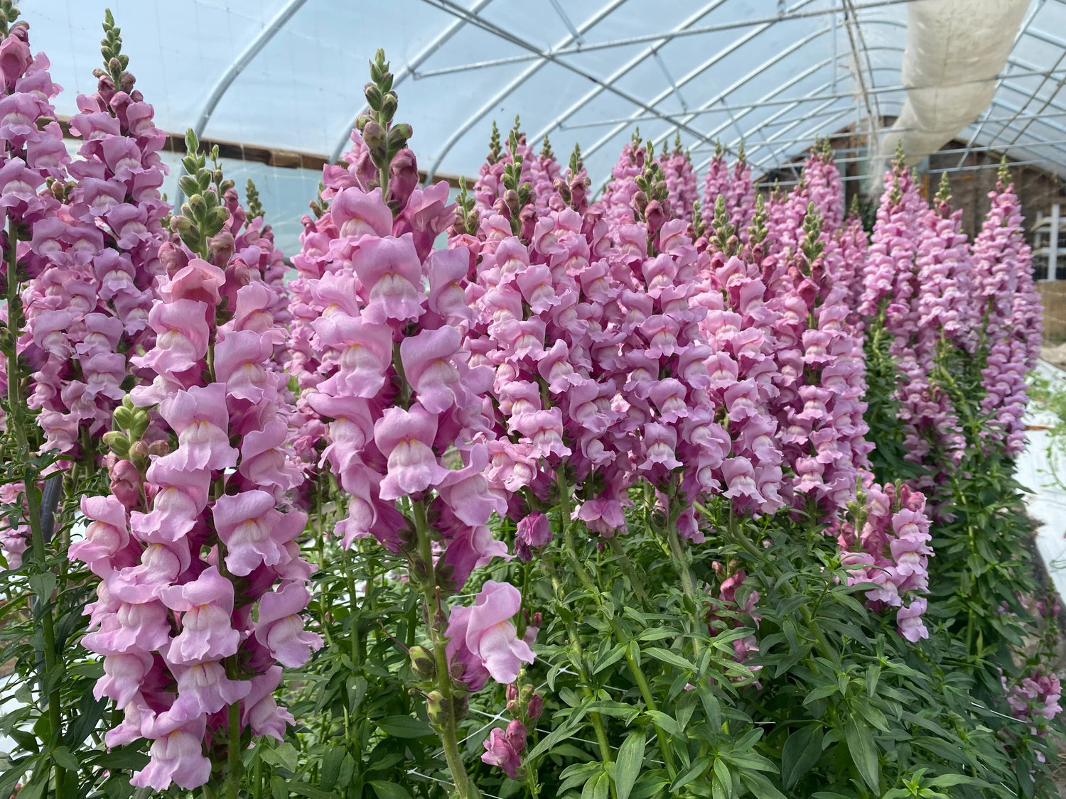 💐 Snapdragon – Orléans Series Seeds