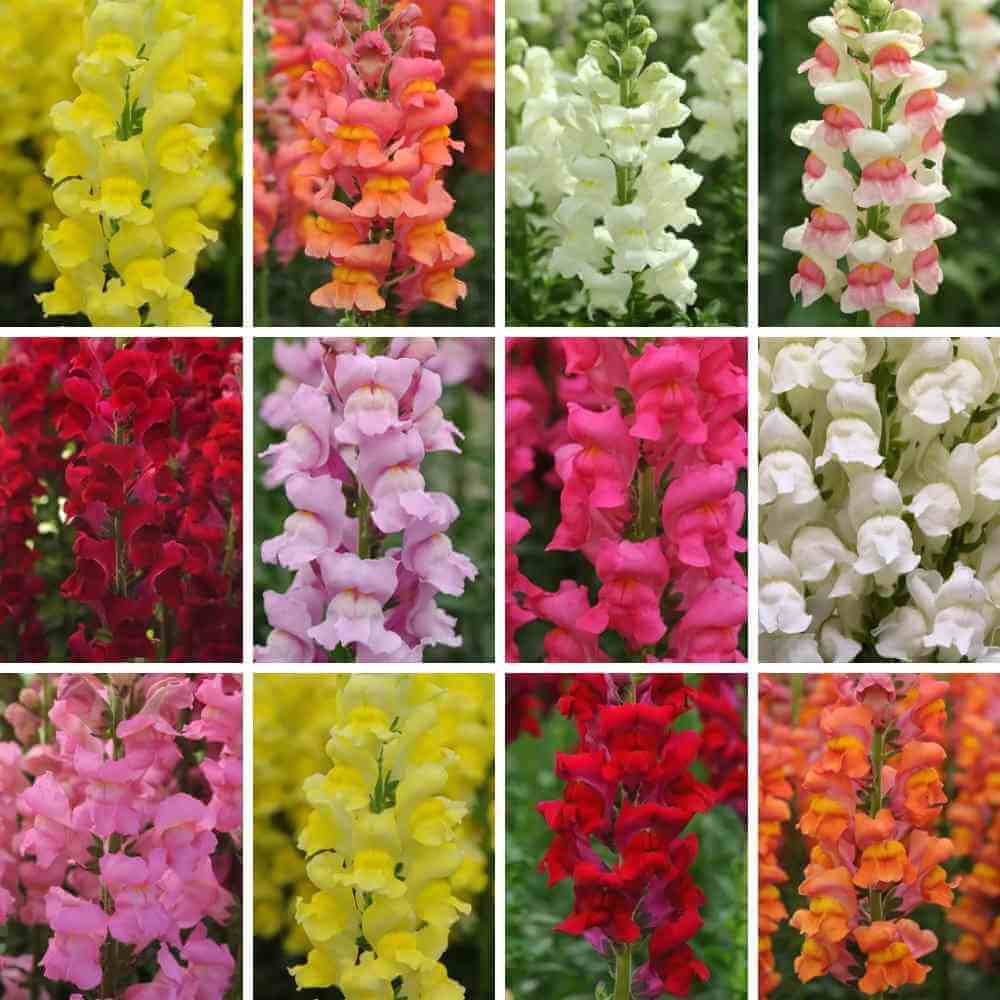 💐 Snapdragon – Potomac Series Seeds