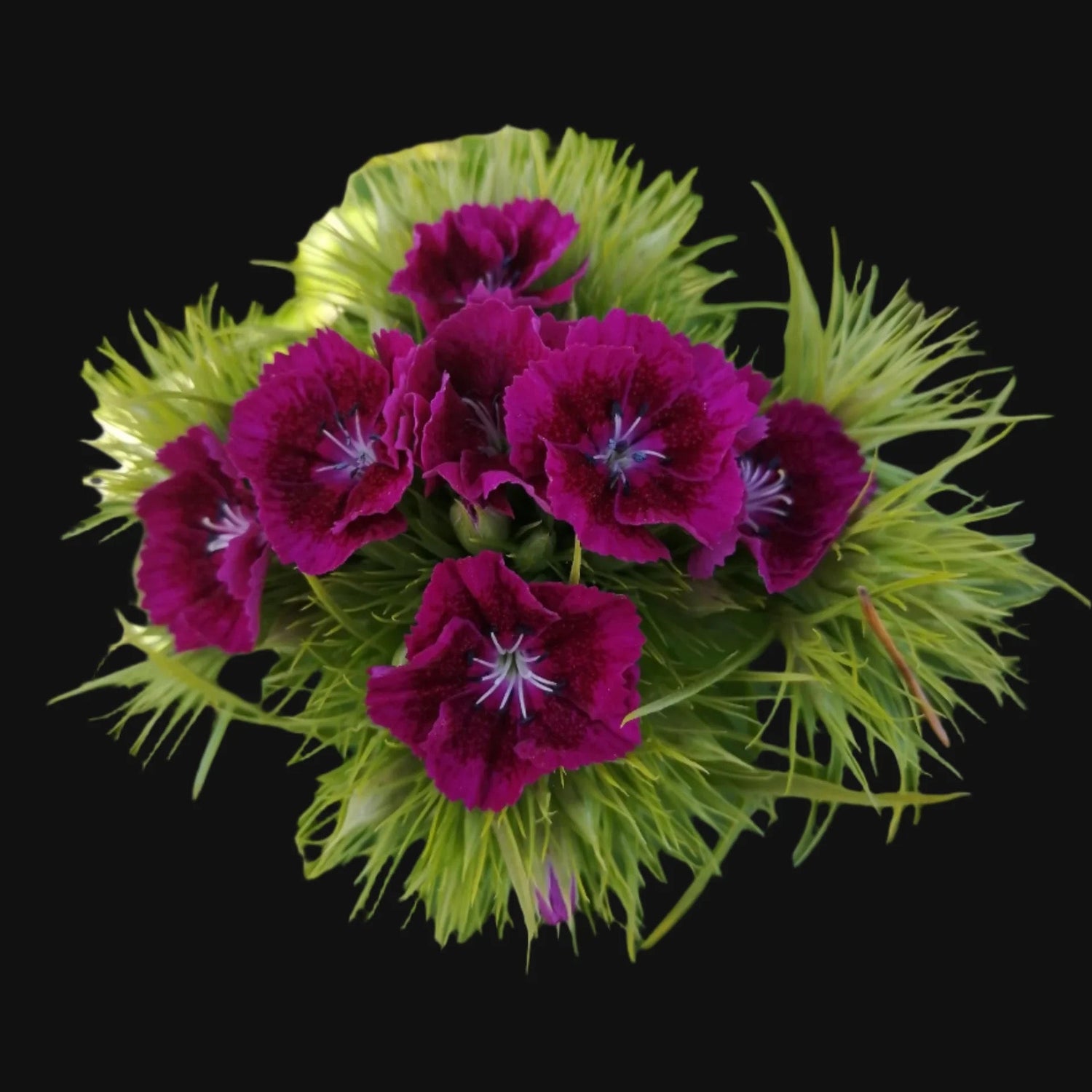💐 Sweet William – Amazon Series