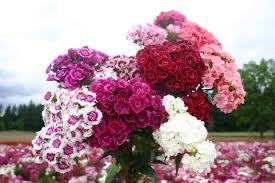 💐 Sweet William – Sweet Series