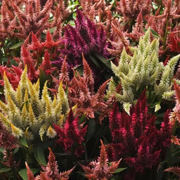 🔥 Celosia Spicata Celway Series