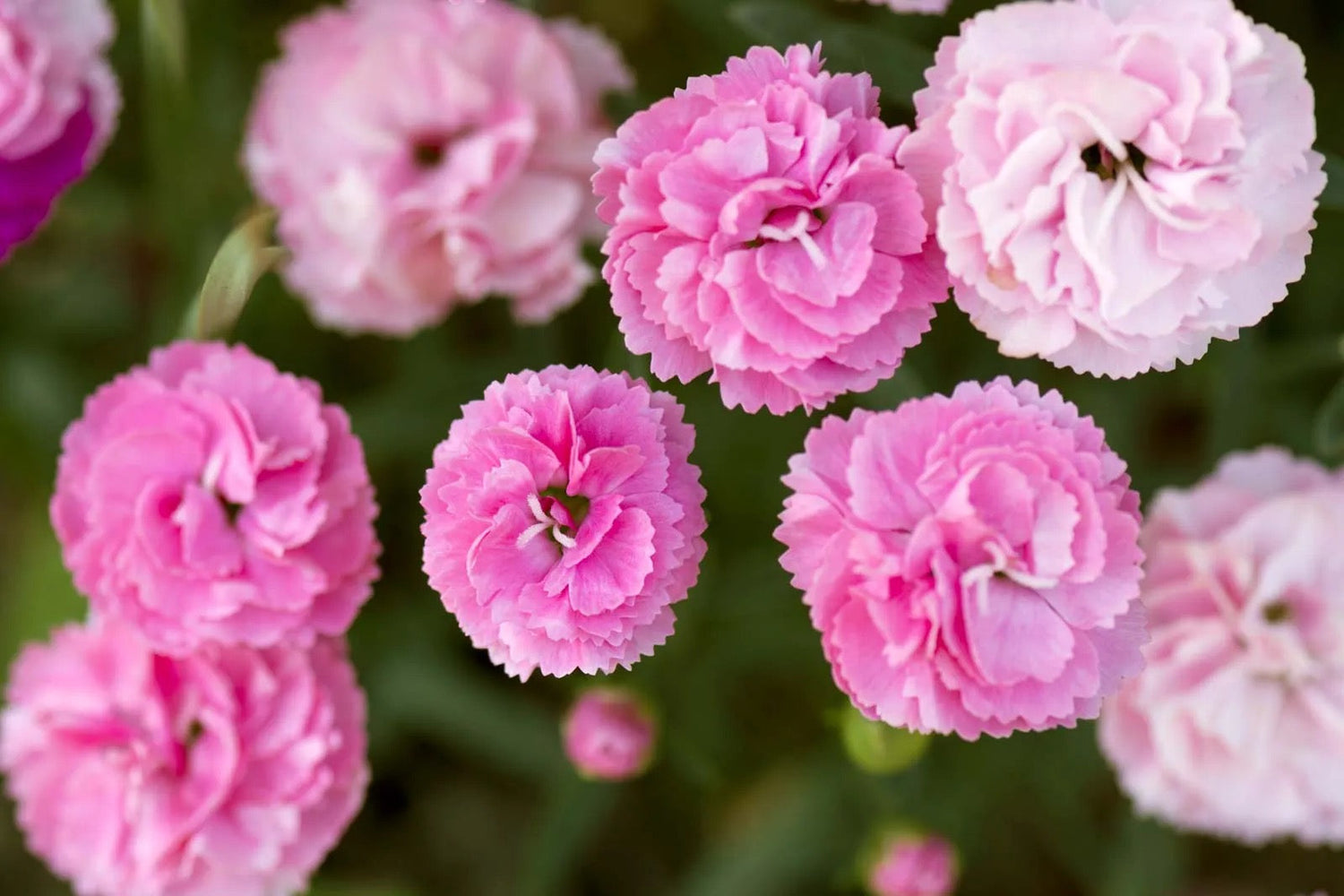 💐Carnation Series (Dianthus caryophyllus)
