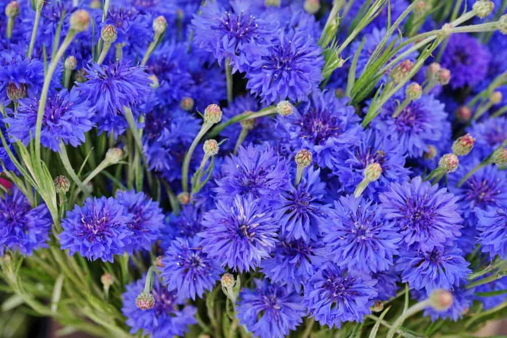 💐Bachelor’s Button ‘Boy Series’ (Centaurea cyanus)