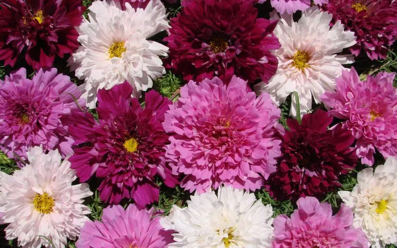 🌟 Cosmos ‘Double Click Series’ (Cosmos bipinnatus)