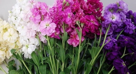 💐 Stock – Column Series (Matthiola incana) Seeds