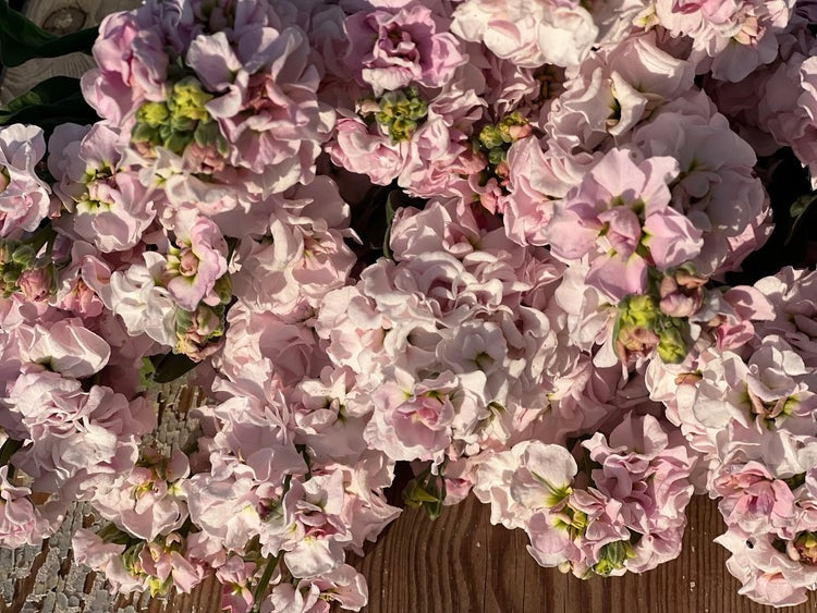 💐 Stock – Iron Series (Matthiola incana) Seeds