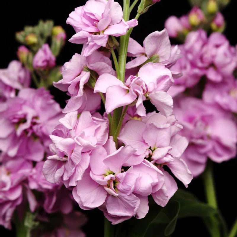 💐 Stock – Katz Series (Matthiola incana)