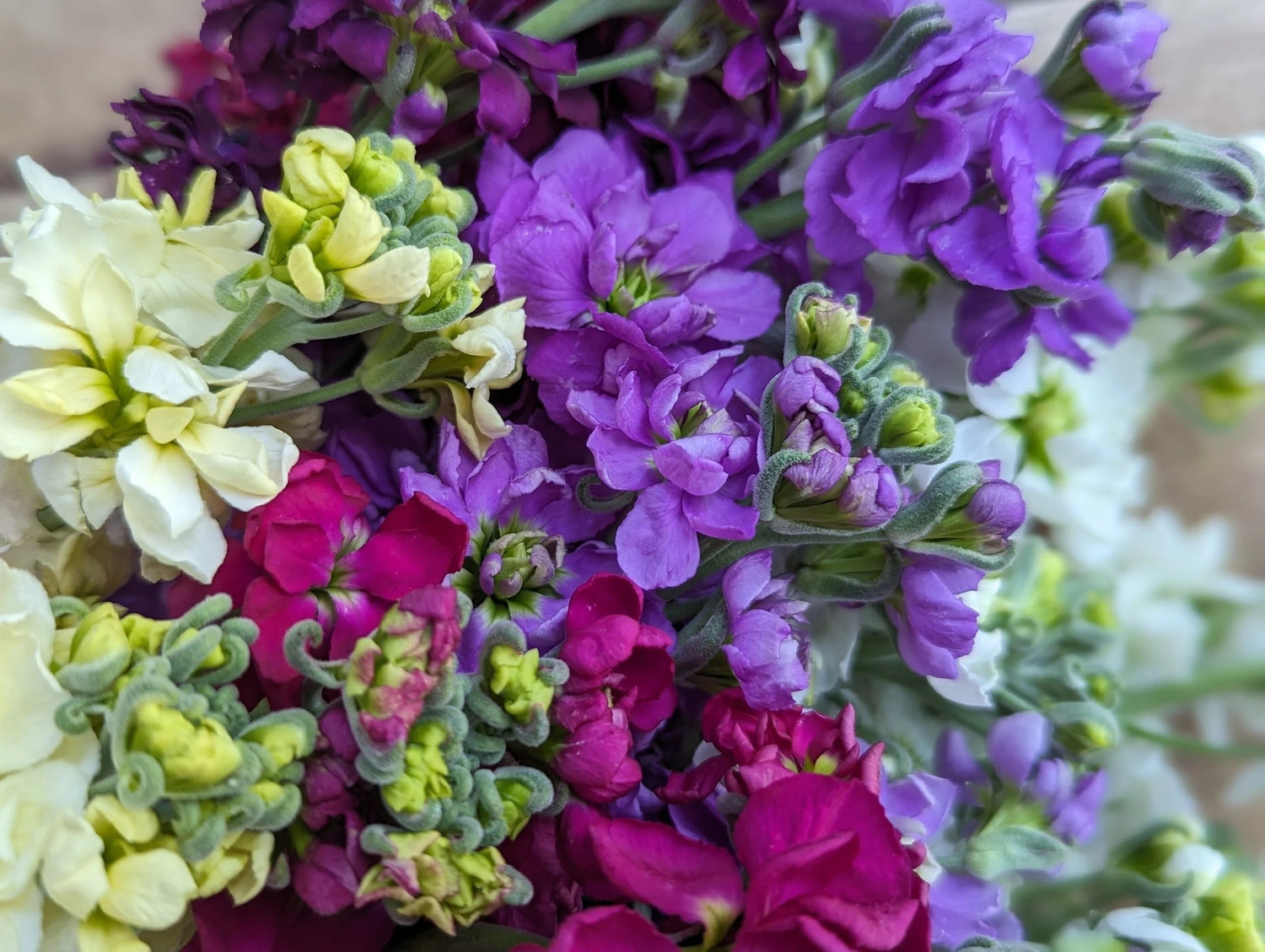 💐 Stock – Stox Series (Matthiola incana)