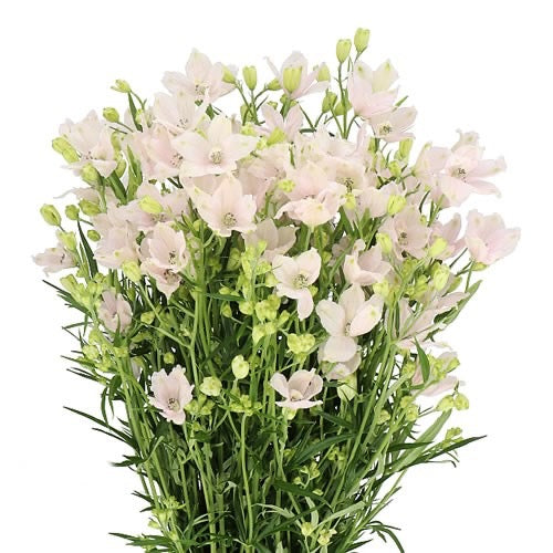 💐 Delphinium chinensis ‘Energy’ – Chinese Delphinium