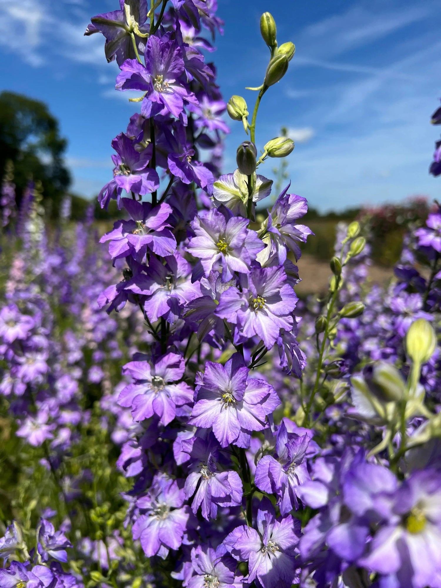 💐Larkspur Fancy series – Consolida ajacis