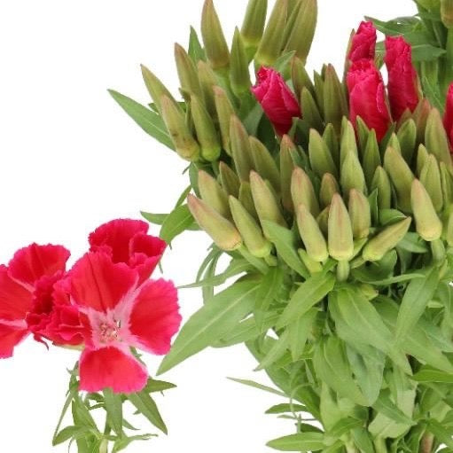 💐 Godetia Seed