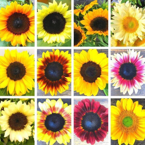 🌻 Sunflower ProCut Series