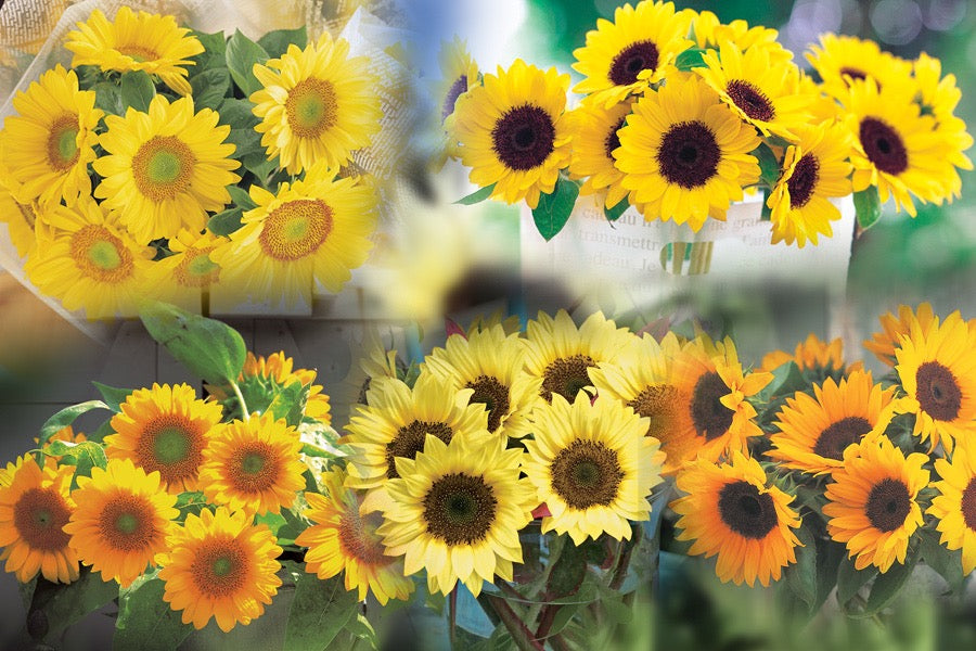 🌻 Sunflower Sunrich Series