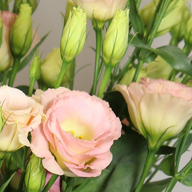 💐Lisianthus Rosita 3 Series