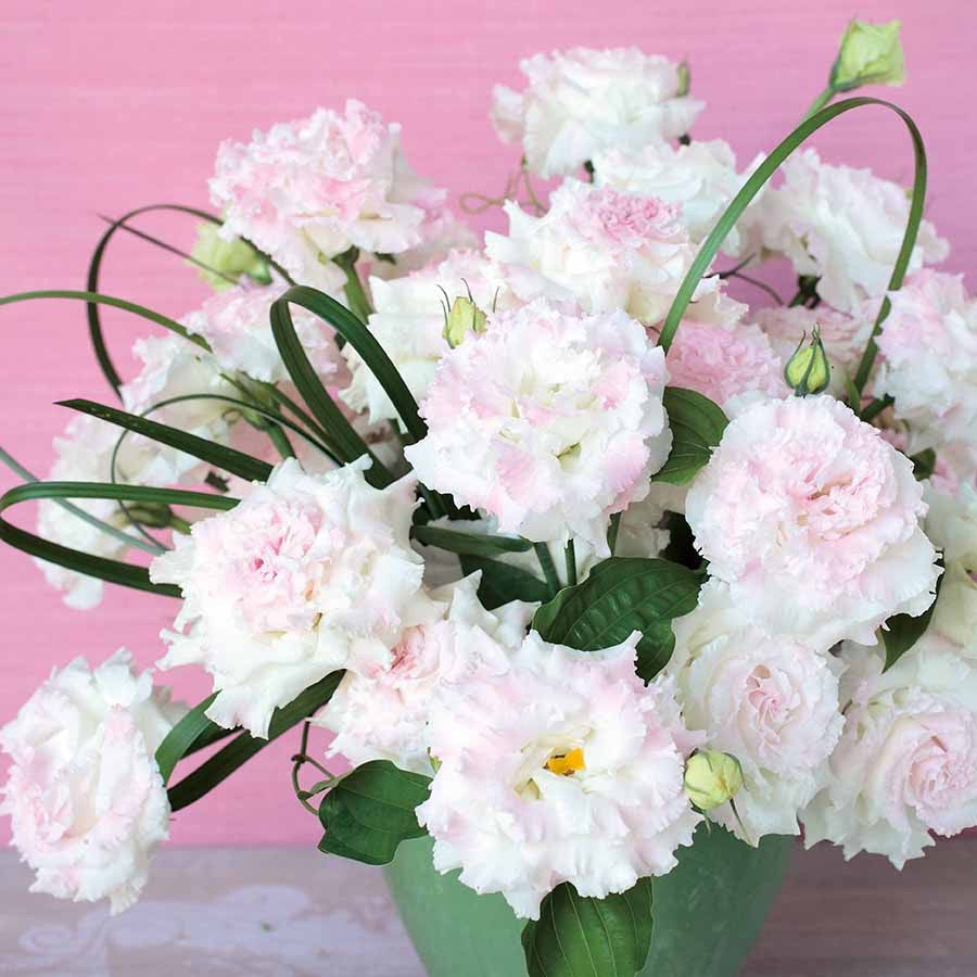 💐Lisianthus Voyage 2 Series