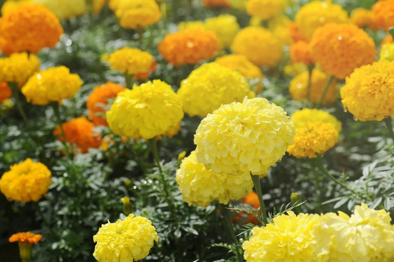 🌼Marigold Crackerjack Series