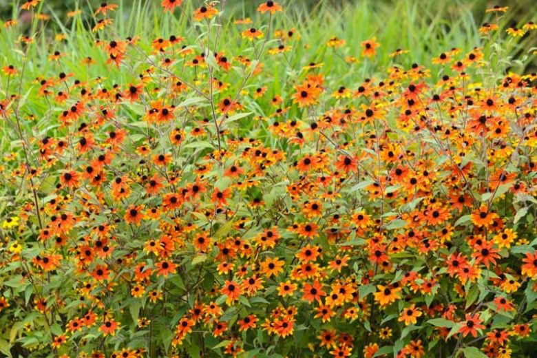 🌼Rudbeckia triloba (Brown-eyed Susan / Prairie Coneflower)