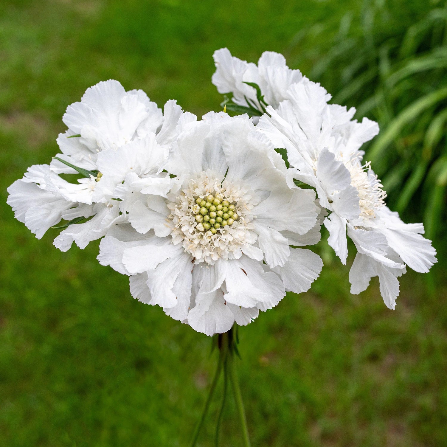 💐 Scabiosa Fama Series