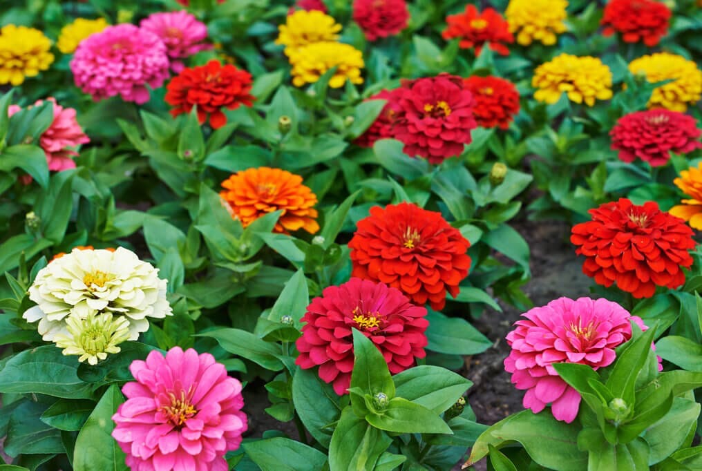💐Zinnia ‘Benary’s Giant’ Series