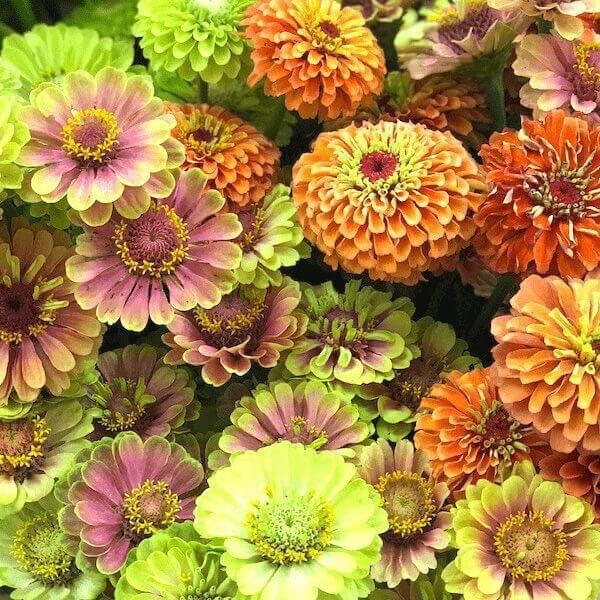 👑 Zinnia Queeny Series
