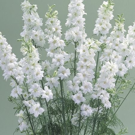 💐Larkspur – Cannes Series