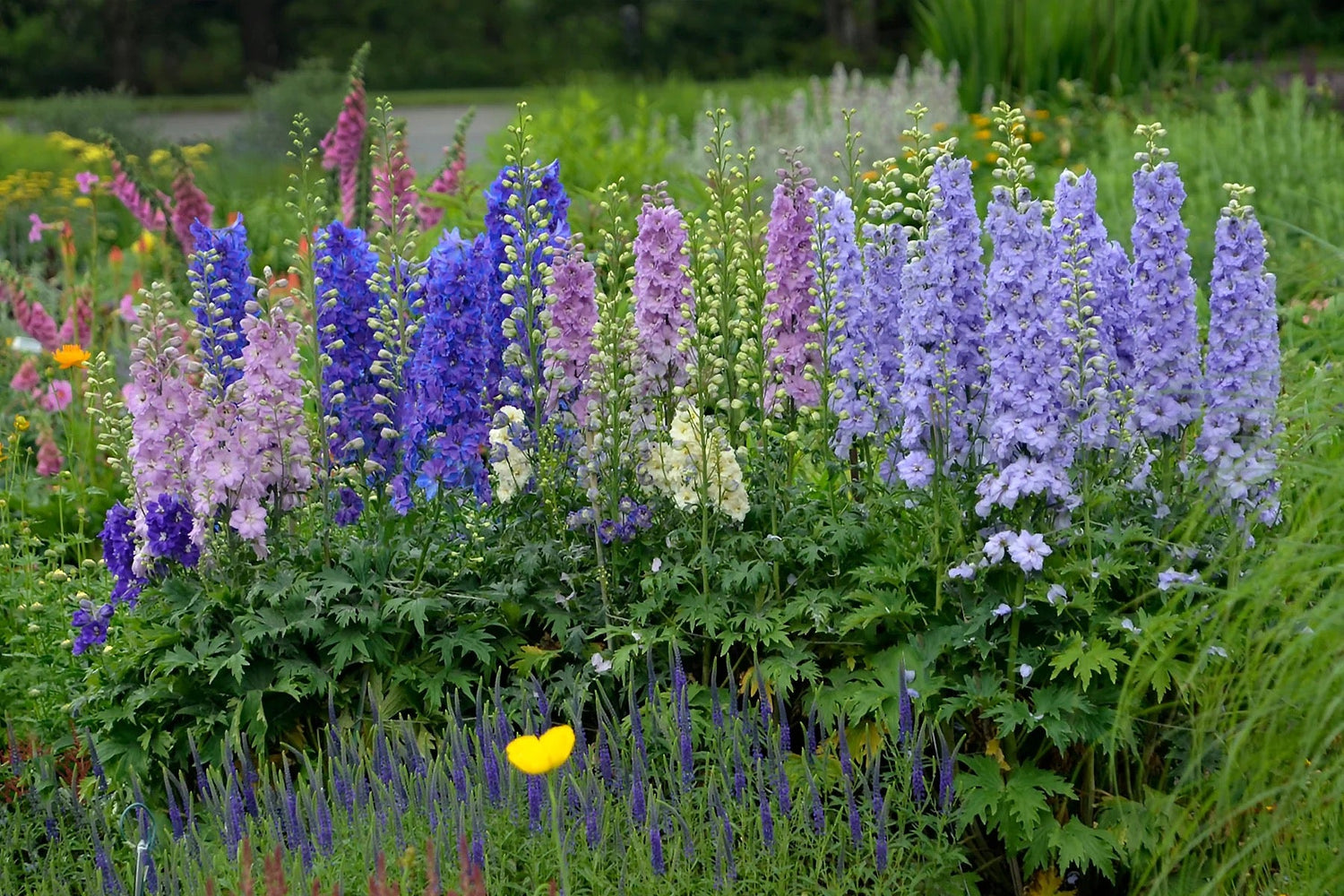 💐Delphinium