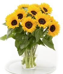 🌻 Sunflower – Sunrich Summer Series