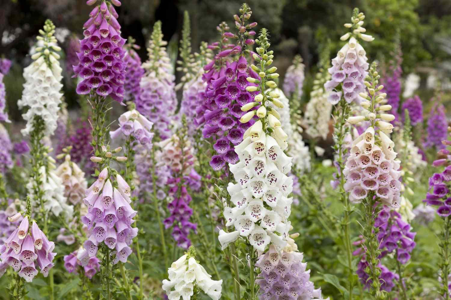 💐 Foxglove (Digitalis)