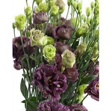 💐 Lisianthus Rosanne Series