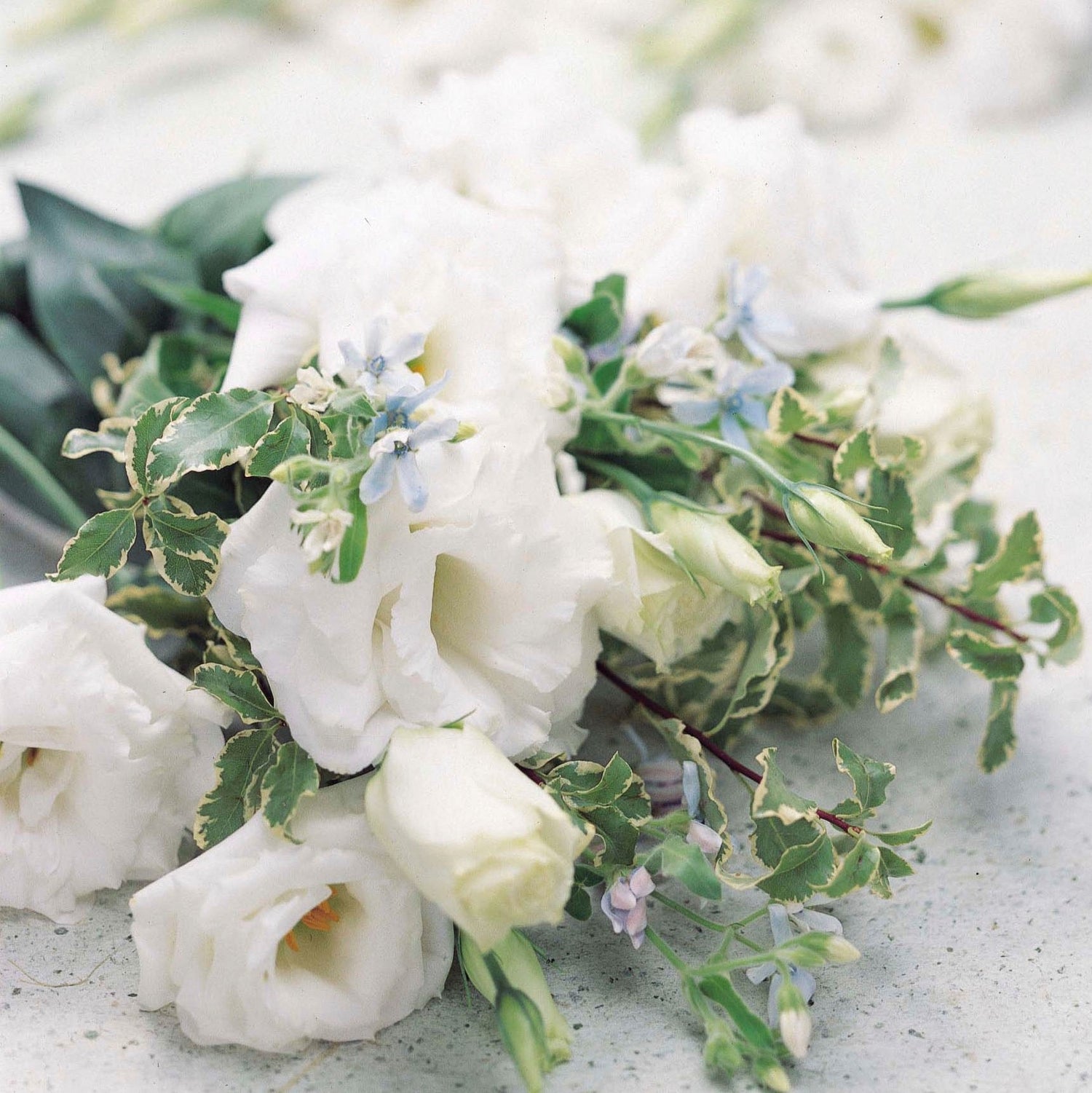 💐 Lisianthus Echo Series