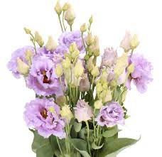 💐 Lisianthus Corelli Sugoi Series
