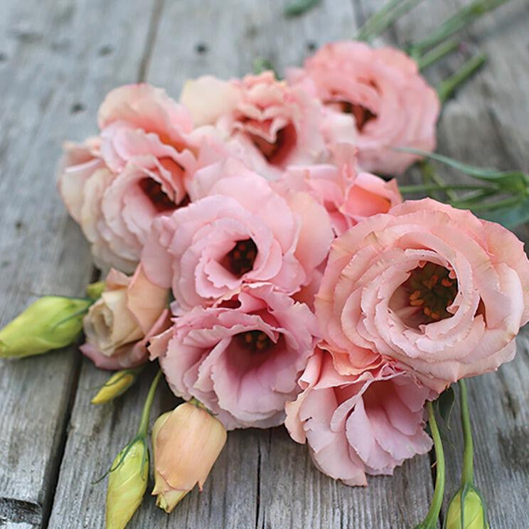 💐 Lisianthus Arena 3 Series