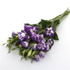 💐 Lisianthus ABC 2 Series