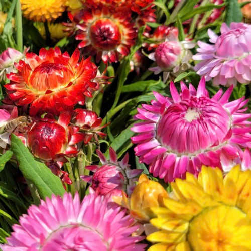 💐 Strawflower King Size Series Seed