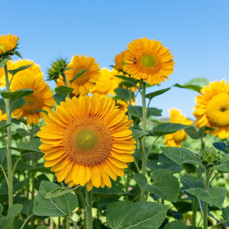 🌻 Sunflowers Seed