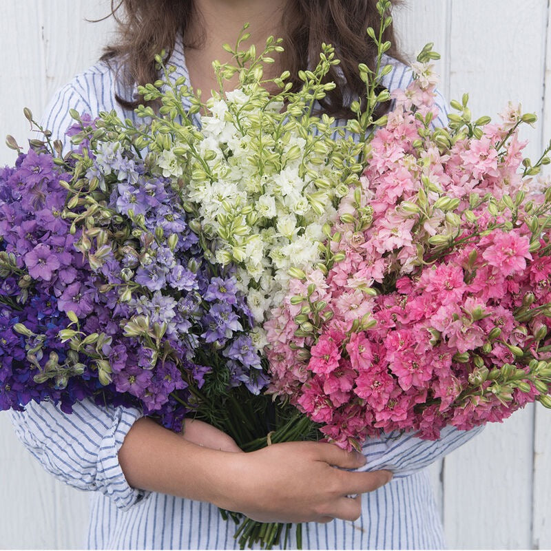 💐 Larkspur QIS Series