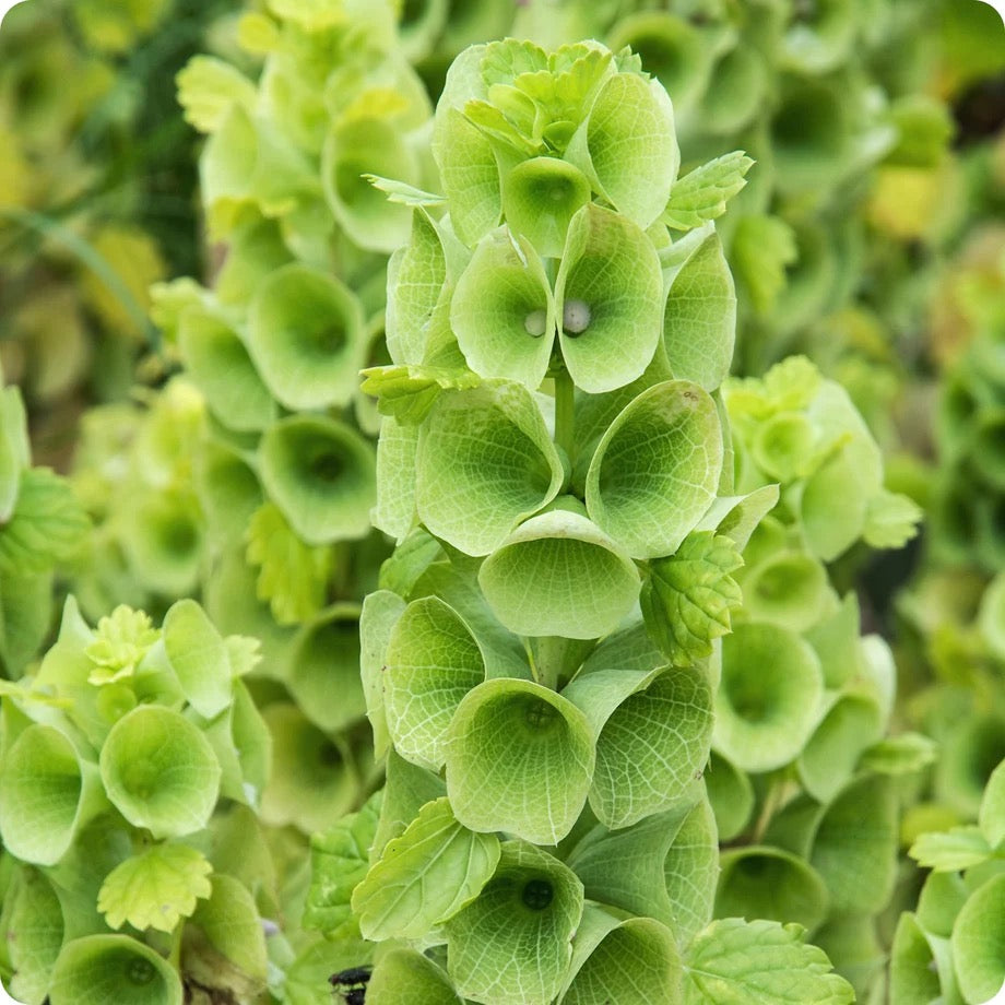 🌿 Bells of Ireland — Moluccella laevis