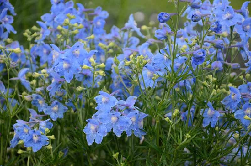 💐 Delphinium chinensis ‘Morpho’ – Chinese Delphinium