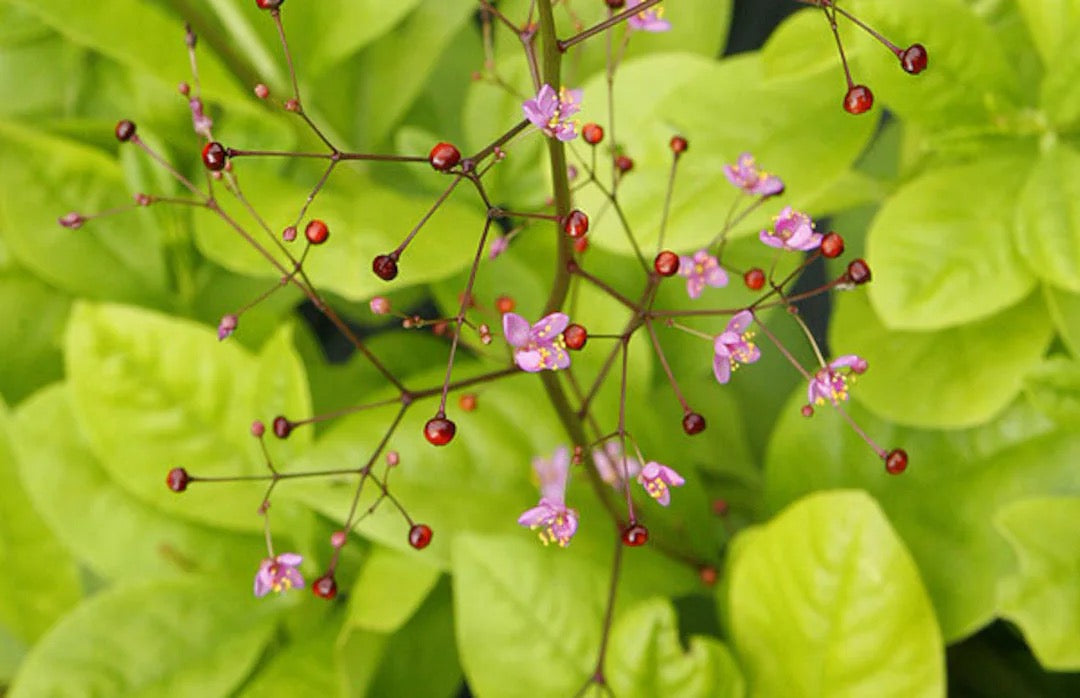 🌿 ‘Jewels of Opar’ Talinum paniculatum