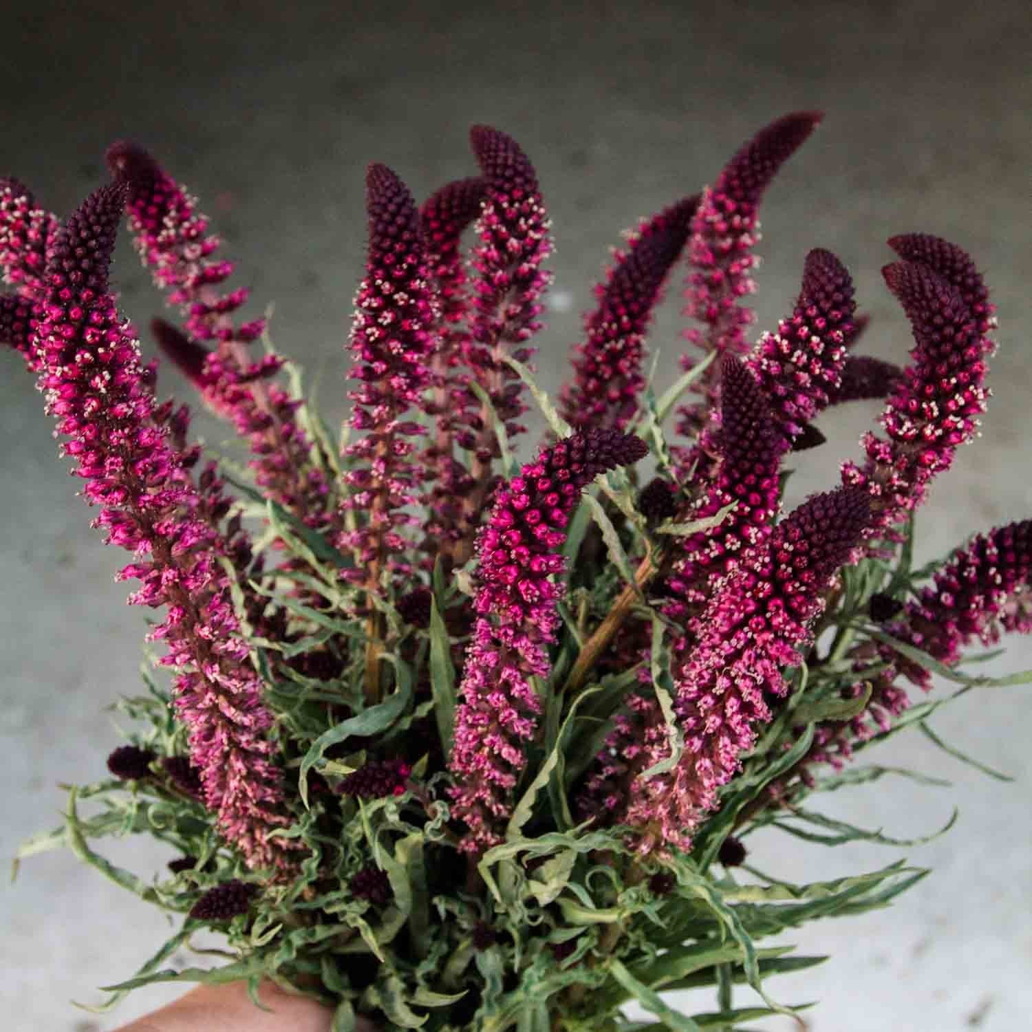 🌿 Lysimachia atropurpurea ‘Beaujolais’