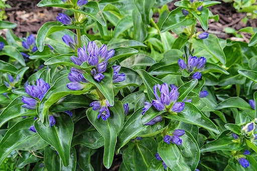 💙 Gentiana cruciata ‘Blue Cross