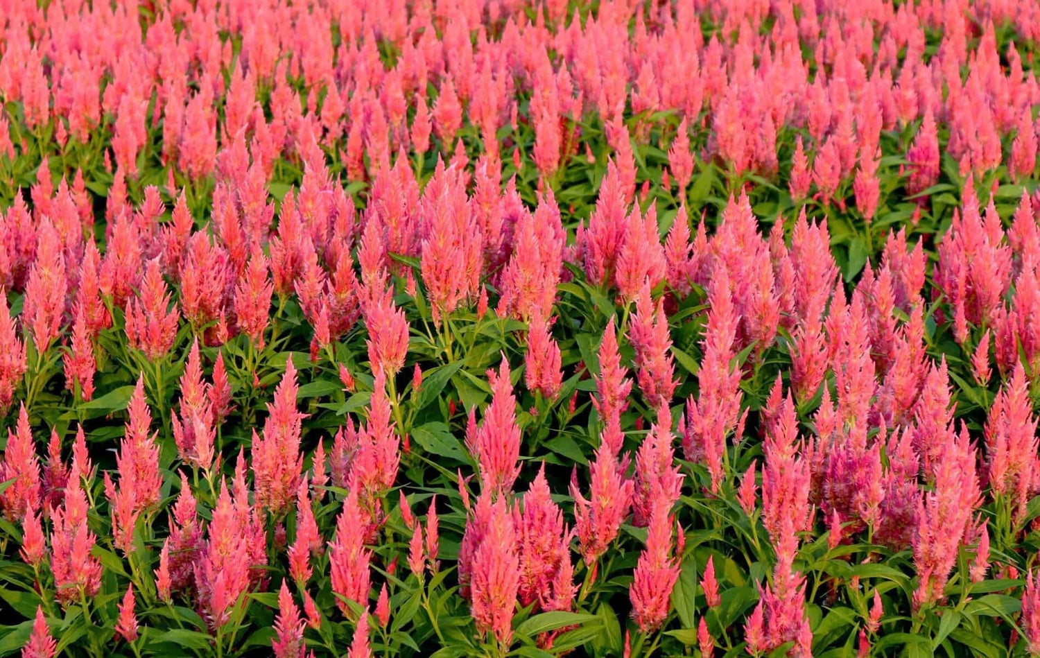 🌺 Celosia (Cockscomb & Plume Celosia)